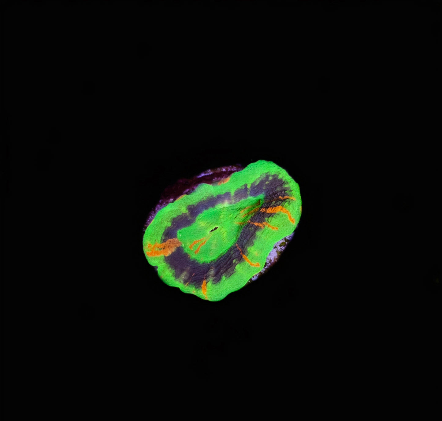 Scolymia Australis