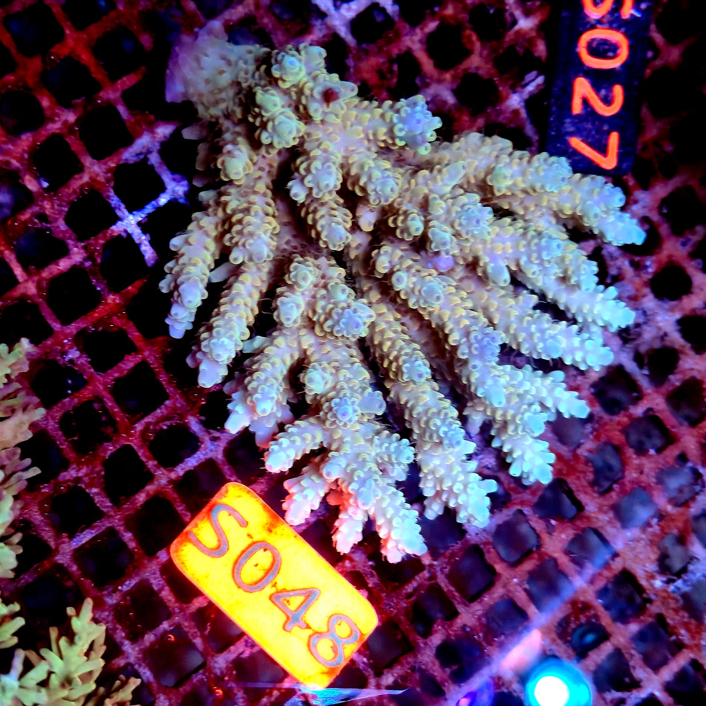 Australian SPS S048