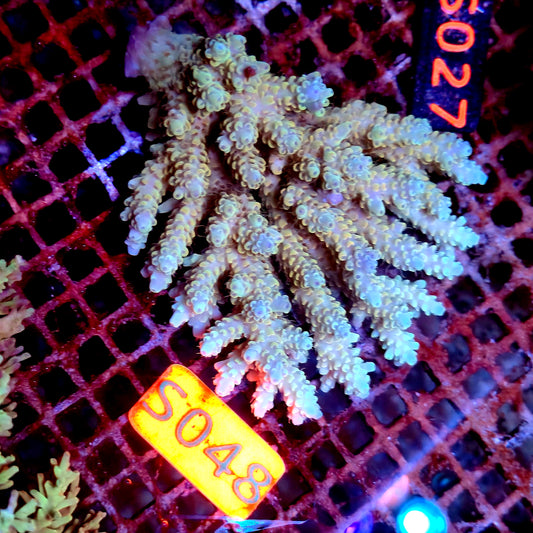 Australian SPS S048