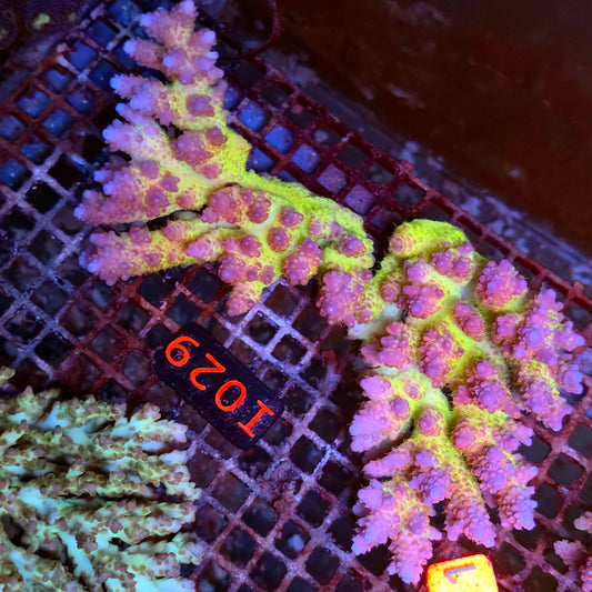 Australian SPS I029