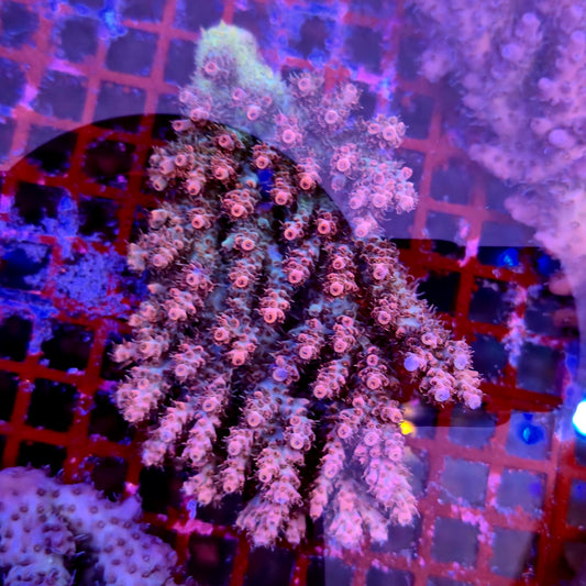 Australian Acropora Colony C6