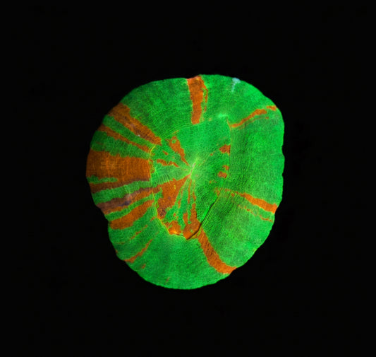 Scolymia Australis