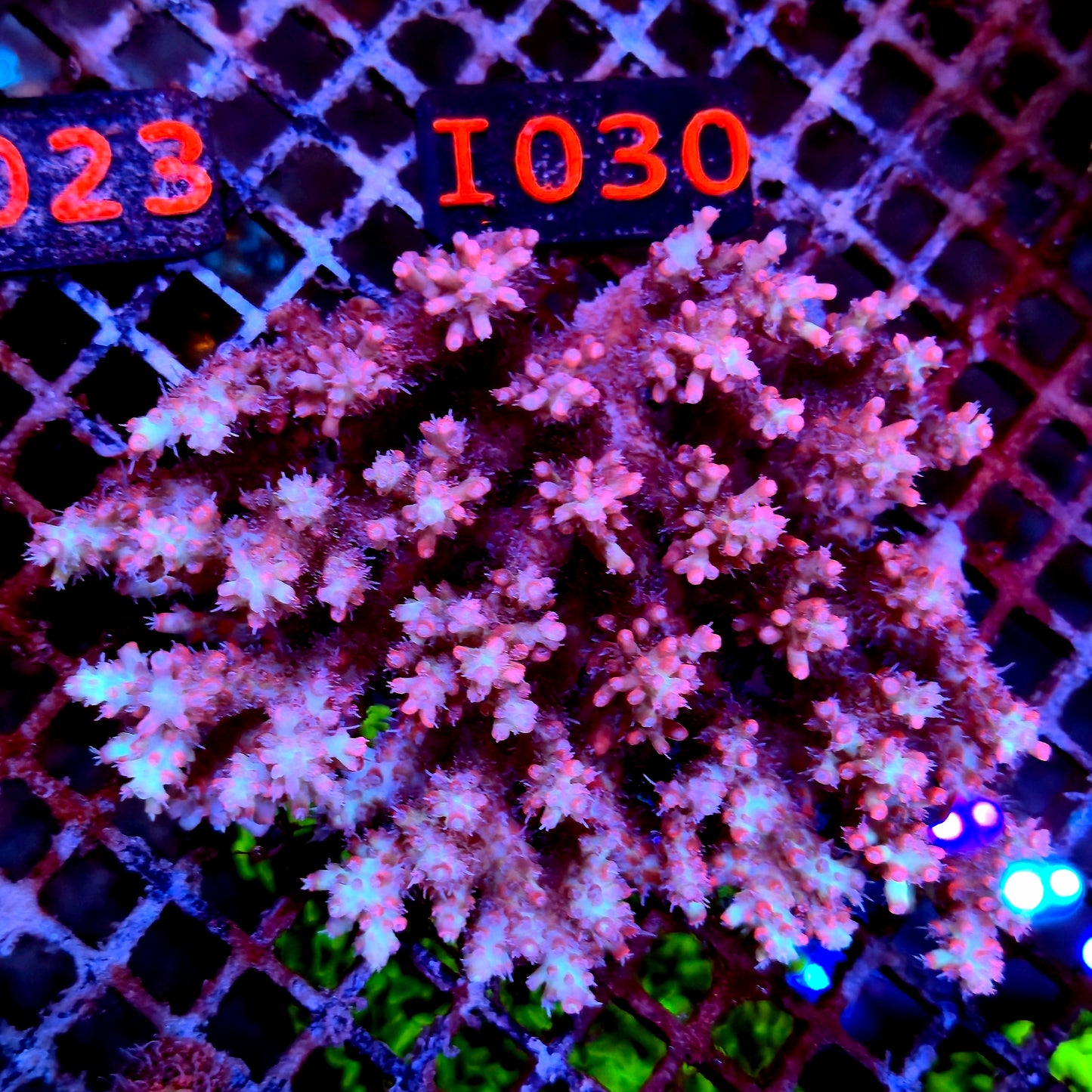 Australian SPS I030 SBSC