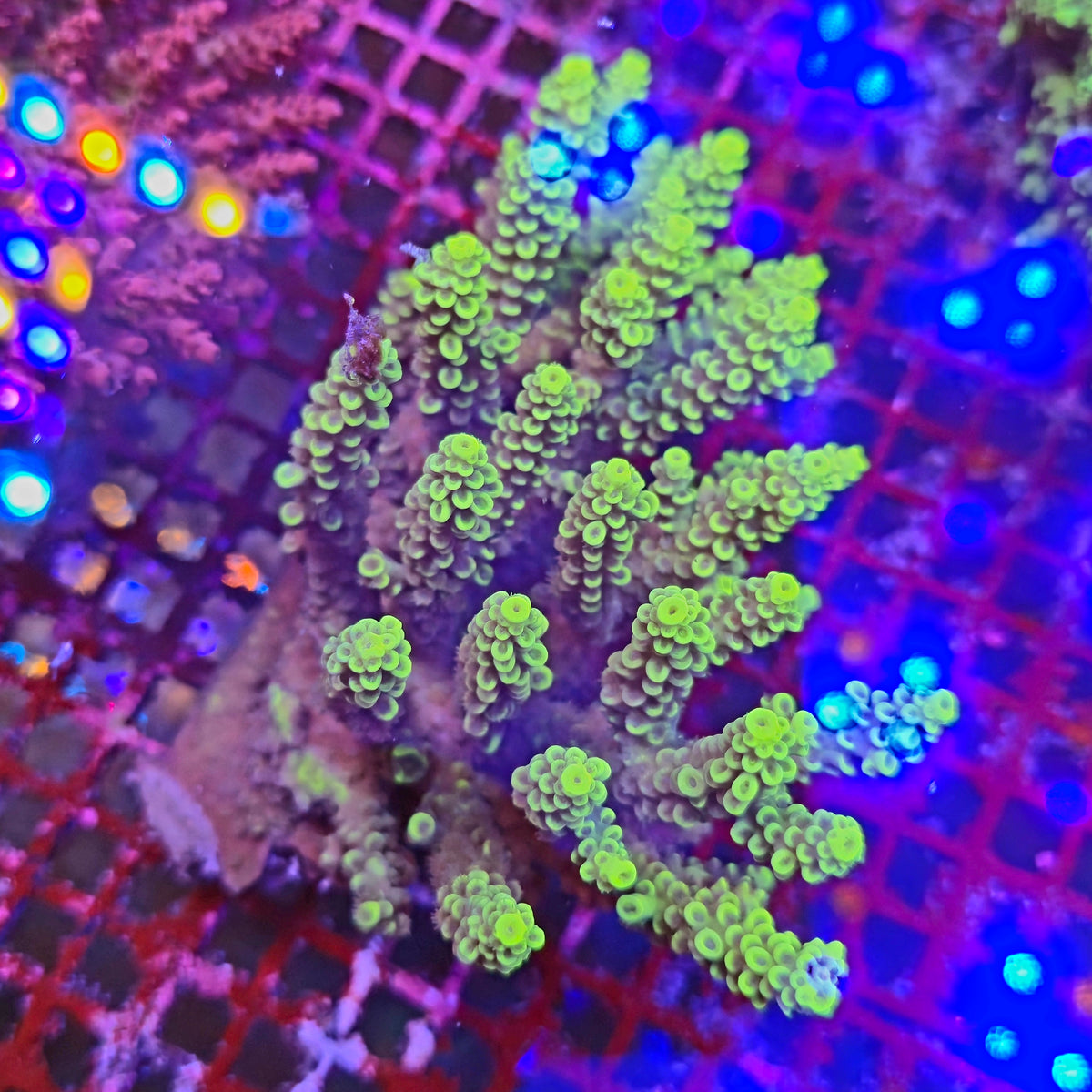 Australian Acropora Colony A11