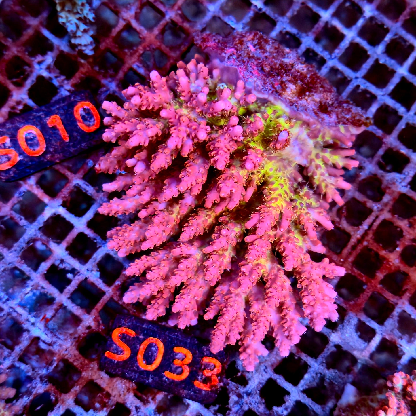 Australian SPS S033b