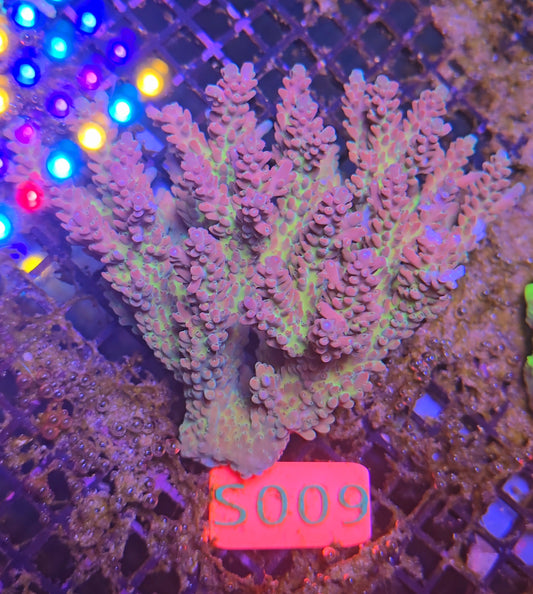 Australian SPS Colony S009p