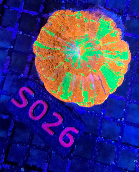 Scolymia Australis s026