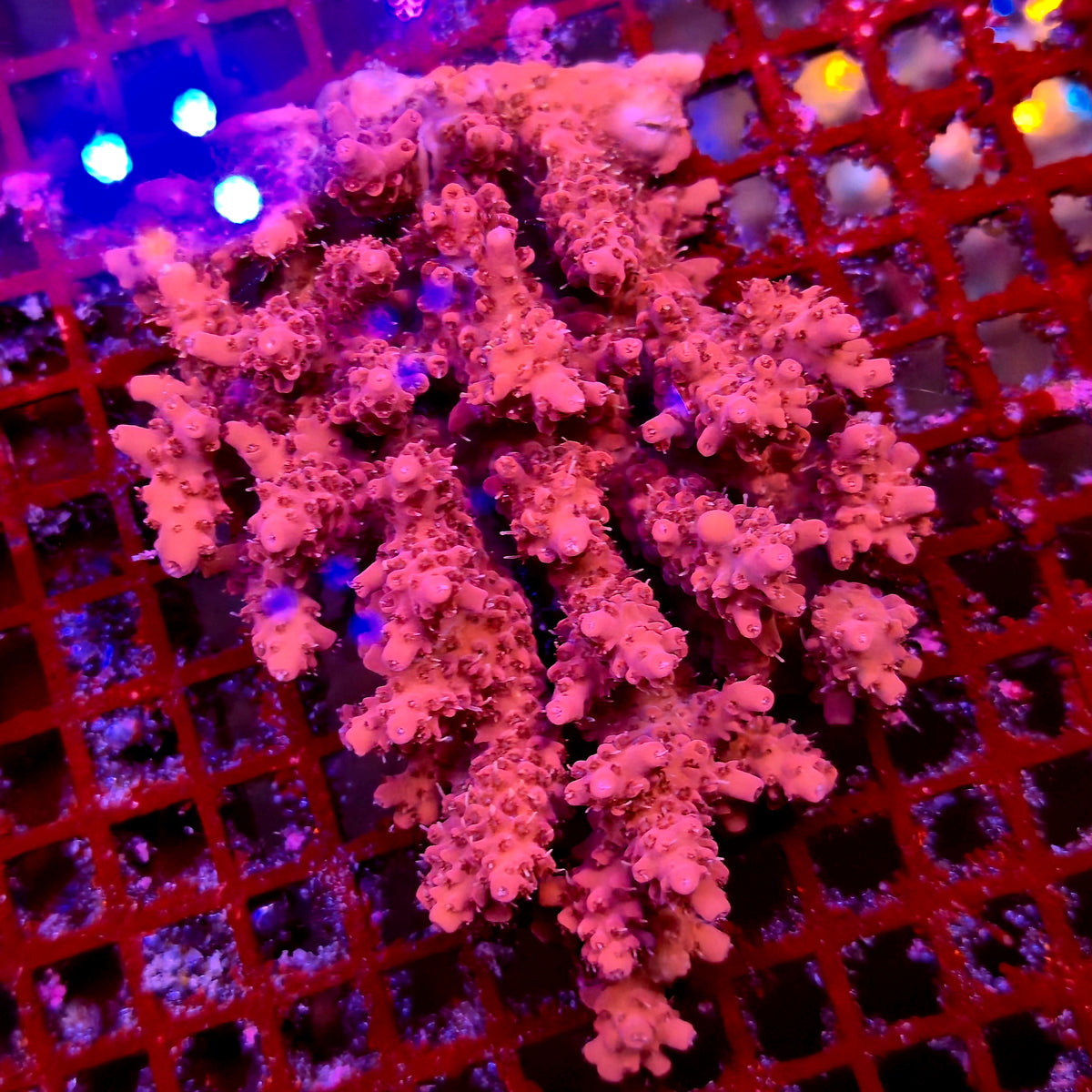 Australian Acropora Colony D6