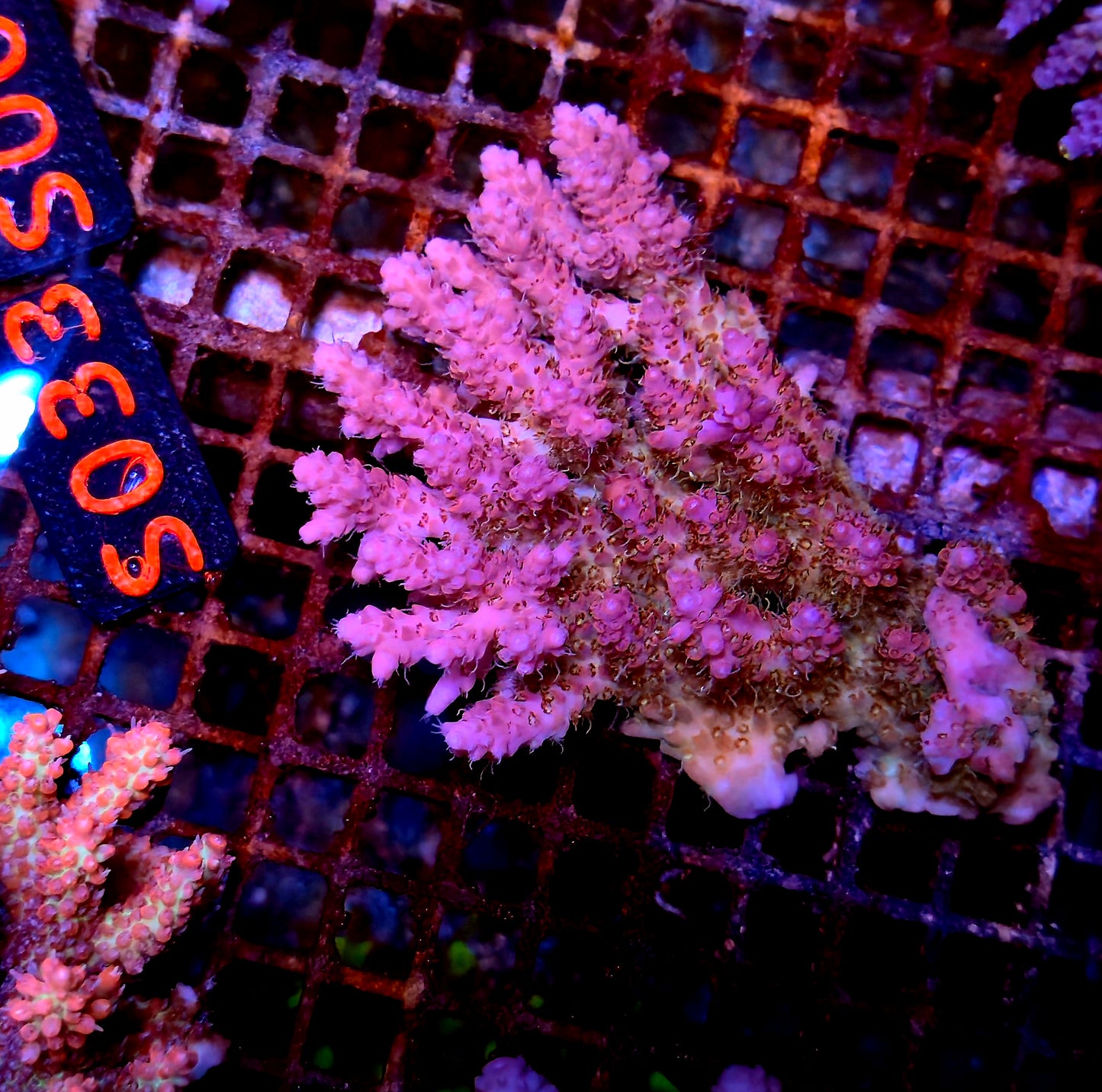 Australian SPS S033