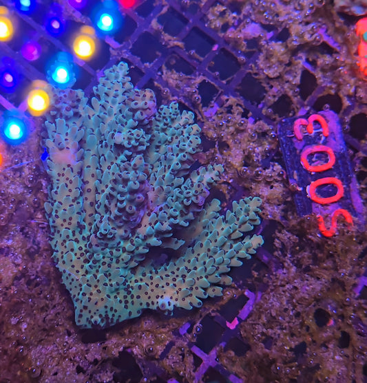 Australian SPS Colony S003