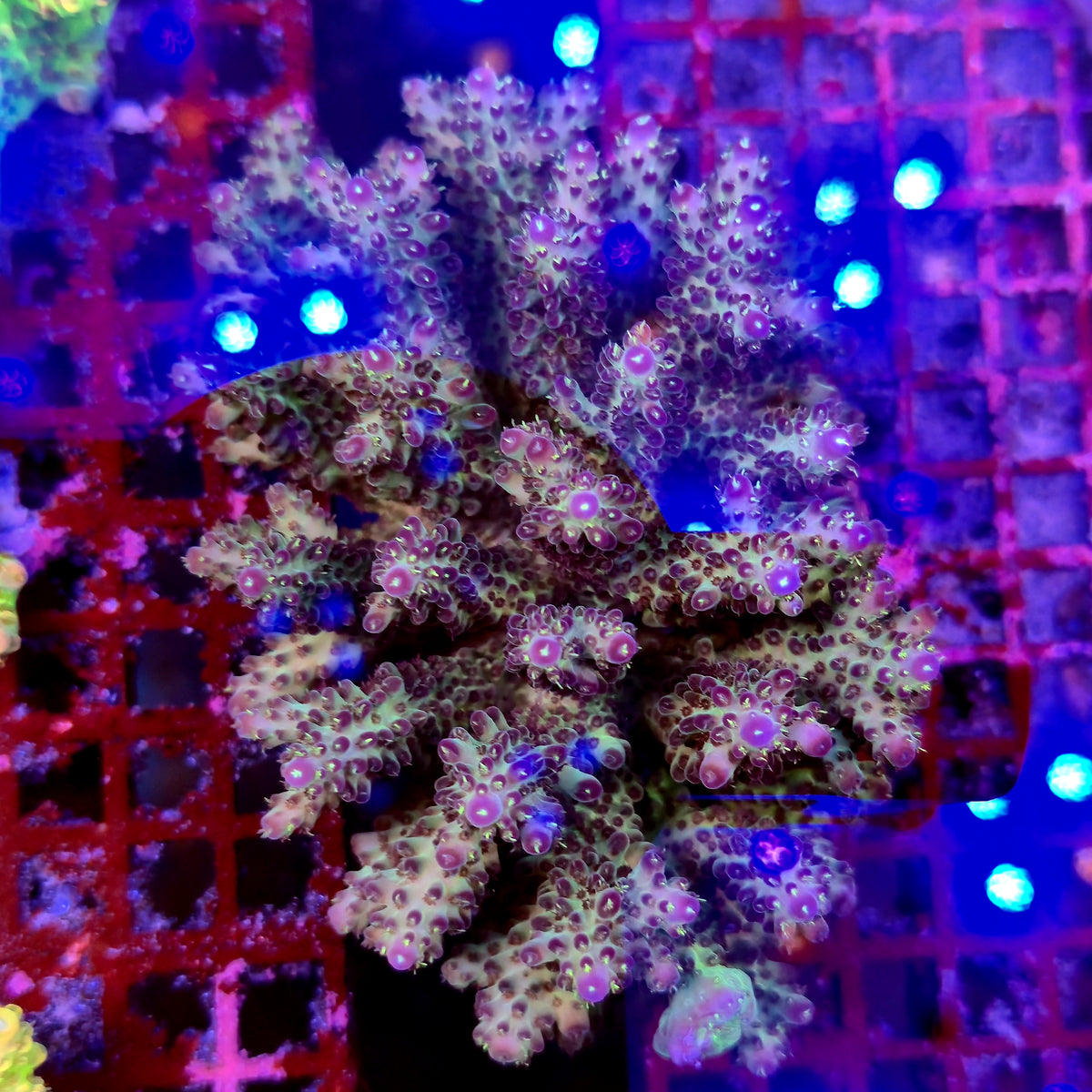 Australian Acropora Colony D3