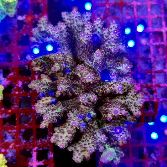 Australian Acropora Colony D3