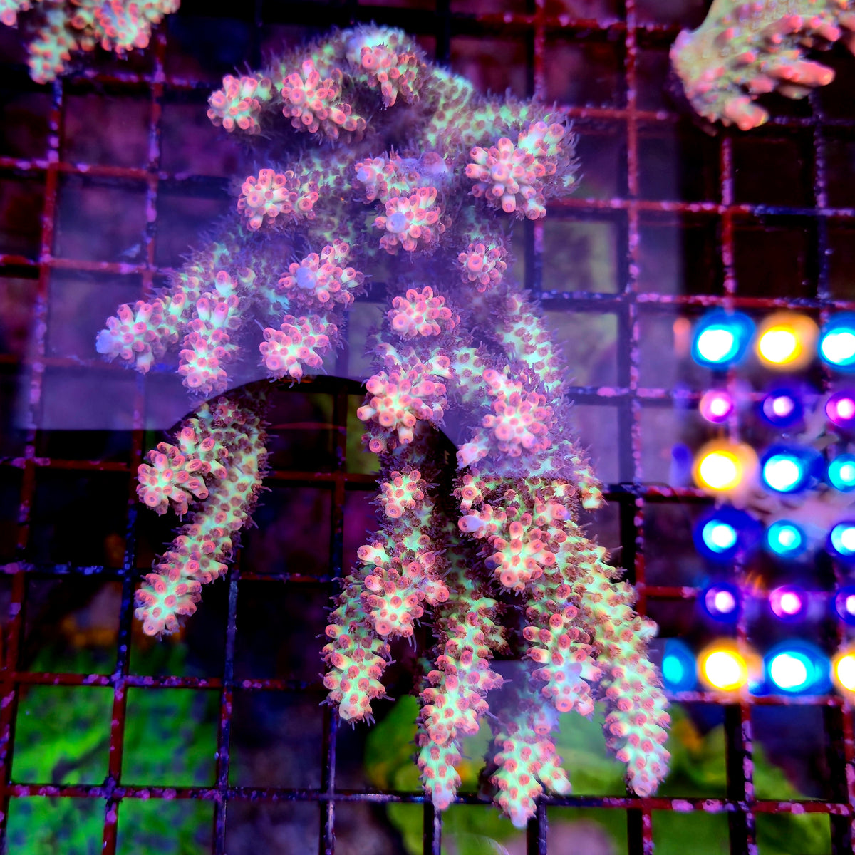 Australian Acropora Strawberry Shortcake Colony B15
