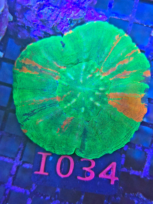 Scolymia Australis I034