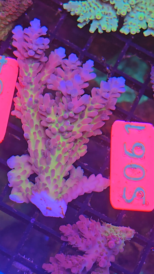 Australian SPS Colony s024p