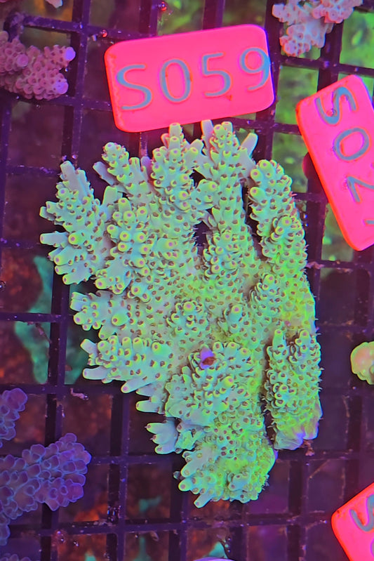 Australian SPS Colony S059p
