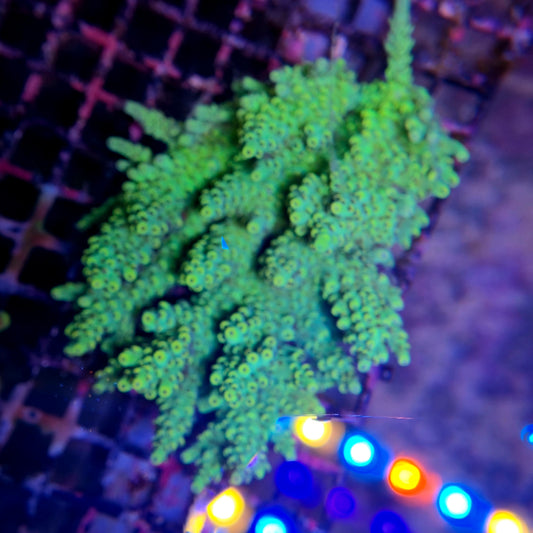 Aussie SPS Colony - Coral Farm Kuwait