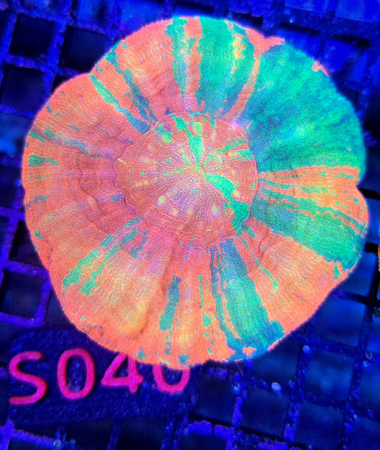 Scolymia Australis s040