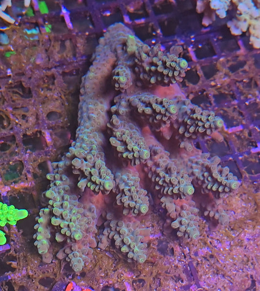 Australian SPS Colony S022