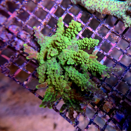 Aussie SPS Colony - Coral Farm Kuwait
