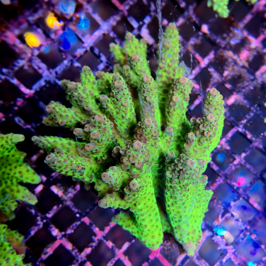 Aussie SPS Colony - Coral Farm Kuwait