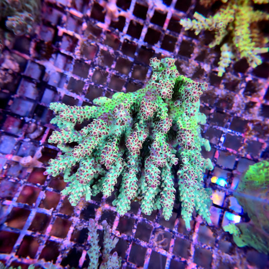 Aussie SPS Colony - Coral Farm Kuwait