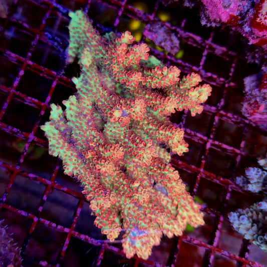 Australian Acropora Strawberry Shortcake Colony B17