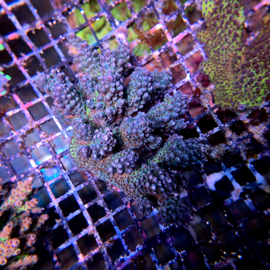 Aussie SPS Colony - Coral Farm Kuwait
