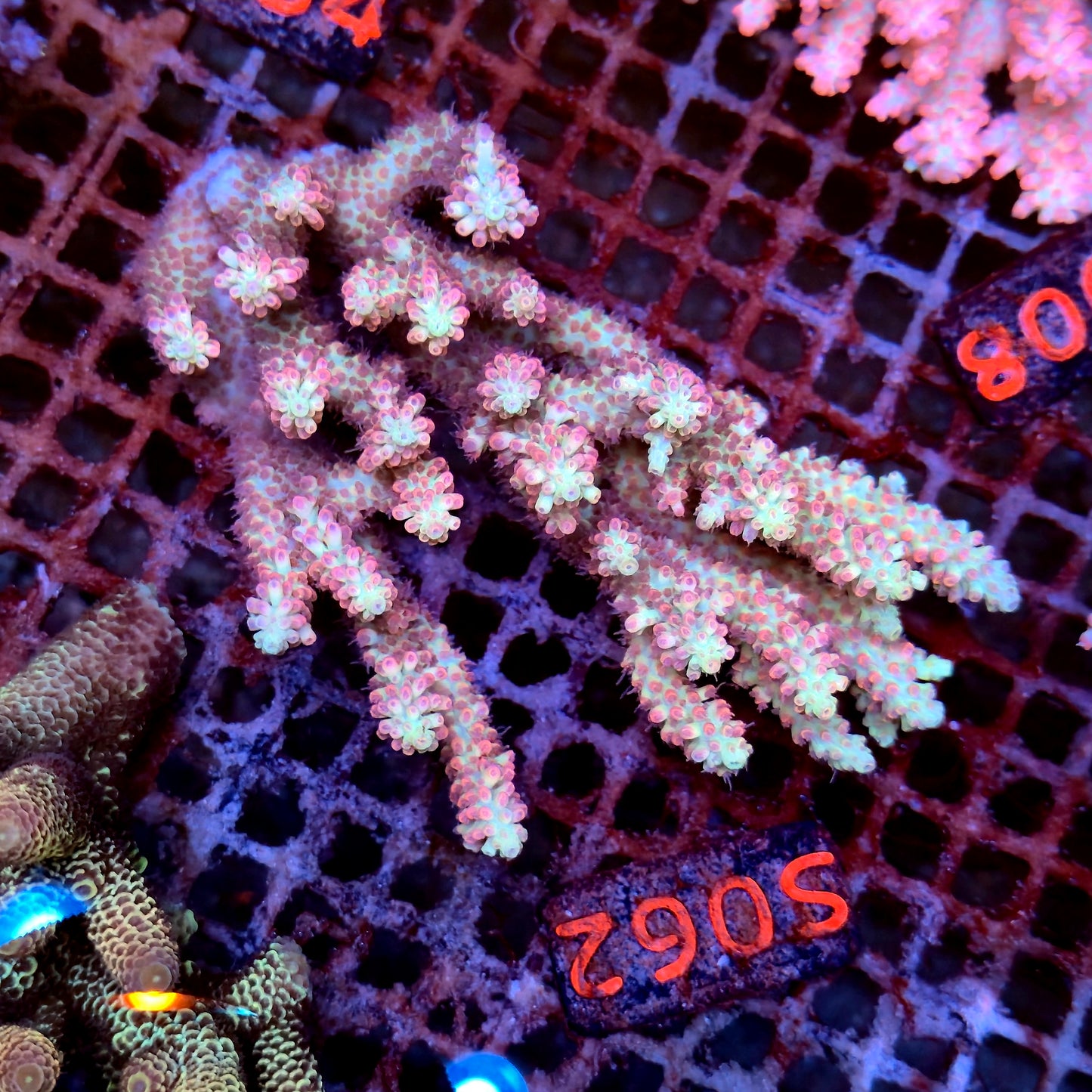 Australian SPS S062 SBSC