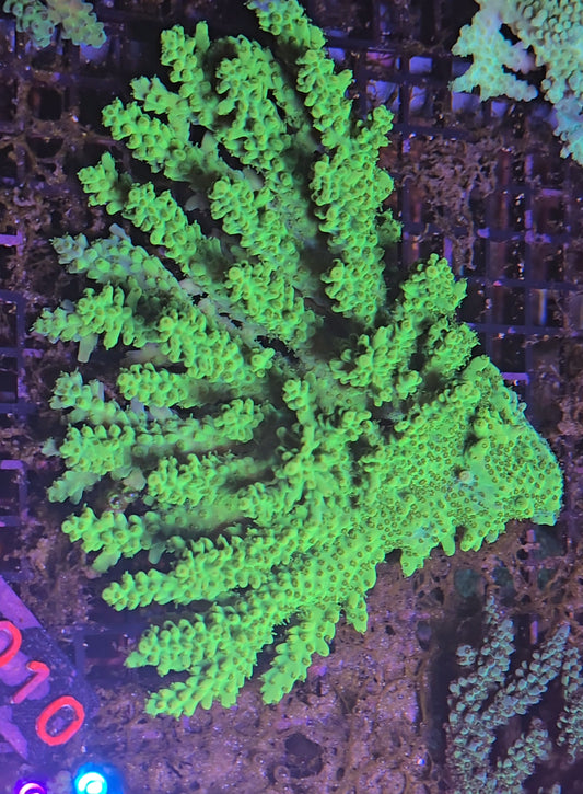 Australian SPS Colony S010