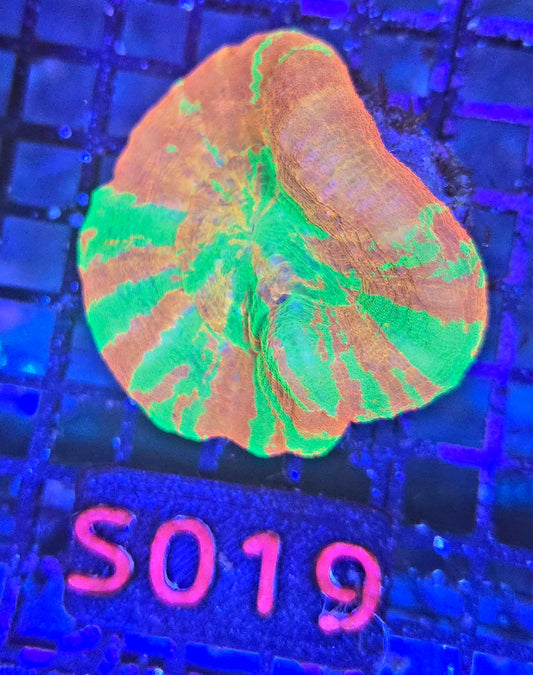 Scolymia Australis s019