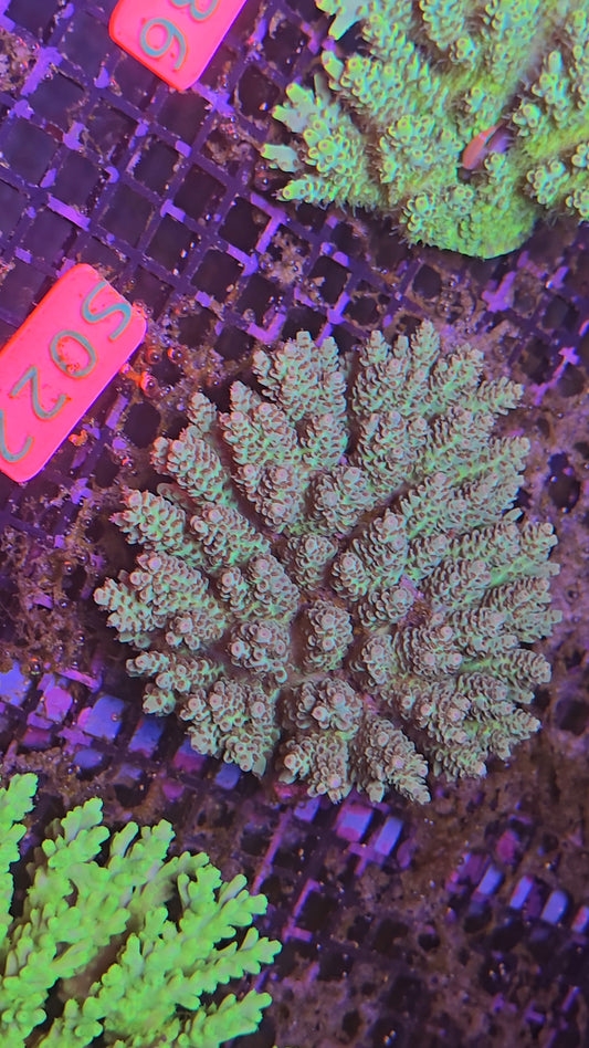 Australian SPS Colony s022p