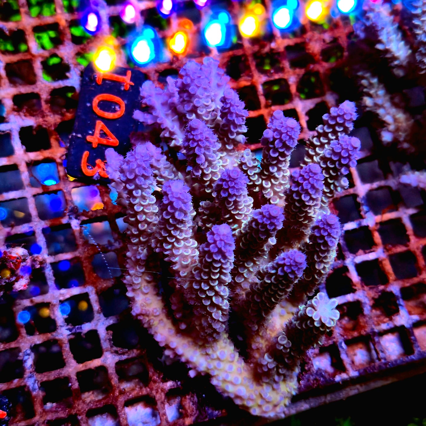 Australian SPS I043