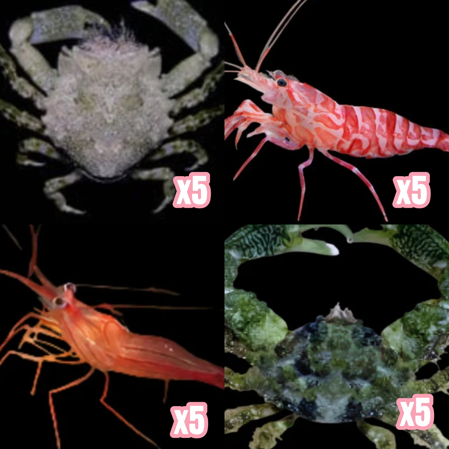 MASTER CLEANUP CREW PACK 5x Pithos Crab + 5x Emerald Crab Pack + 5x Peppermint Shrimp + 5x Kuekenthals Cleaner shrimp