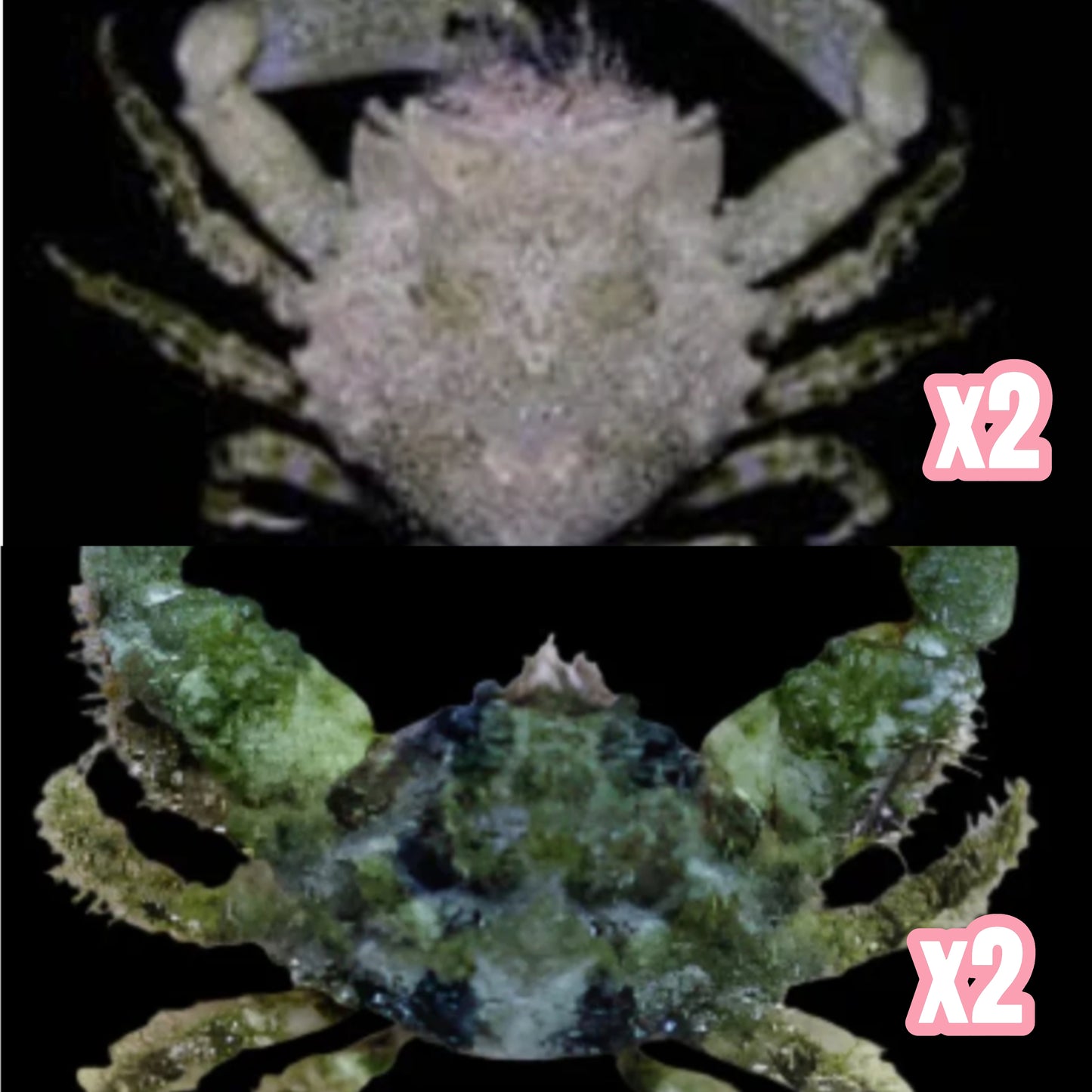 BUBBLE ALGEA PACK 2x Pithos Crab + 2x Emerald Crab Pack