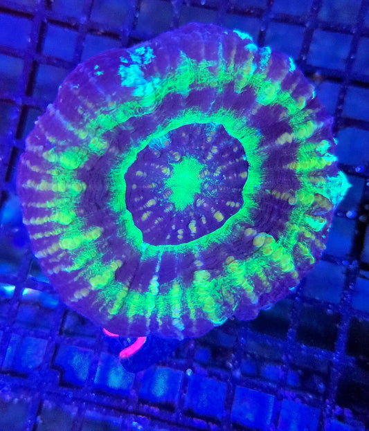 Scolymia Australis s0