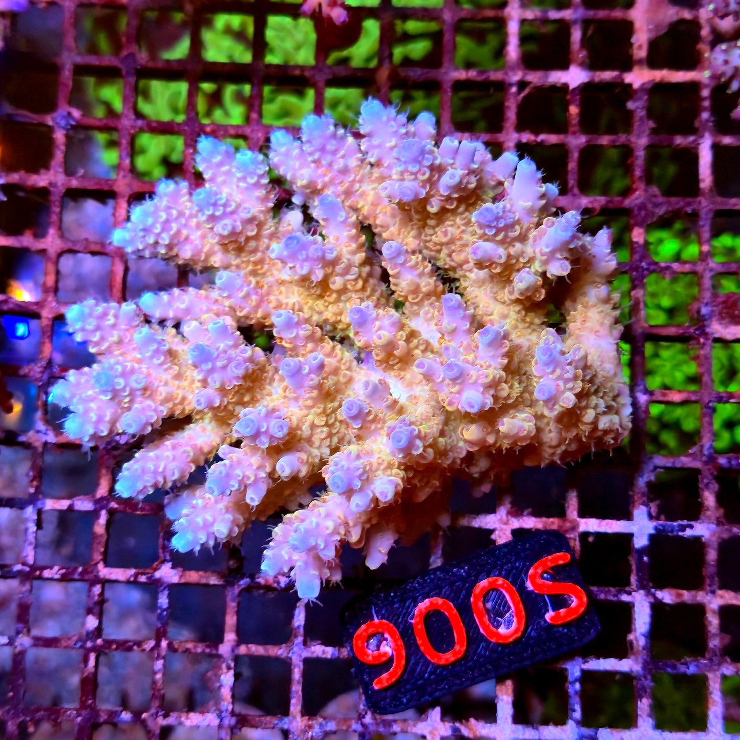 Australian SPS S006