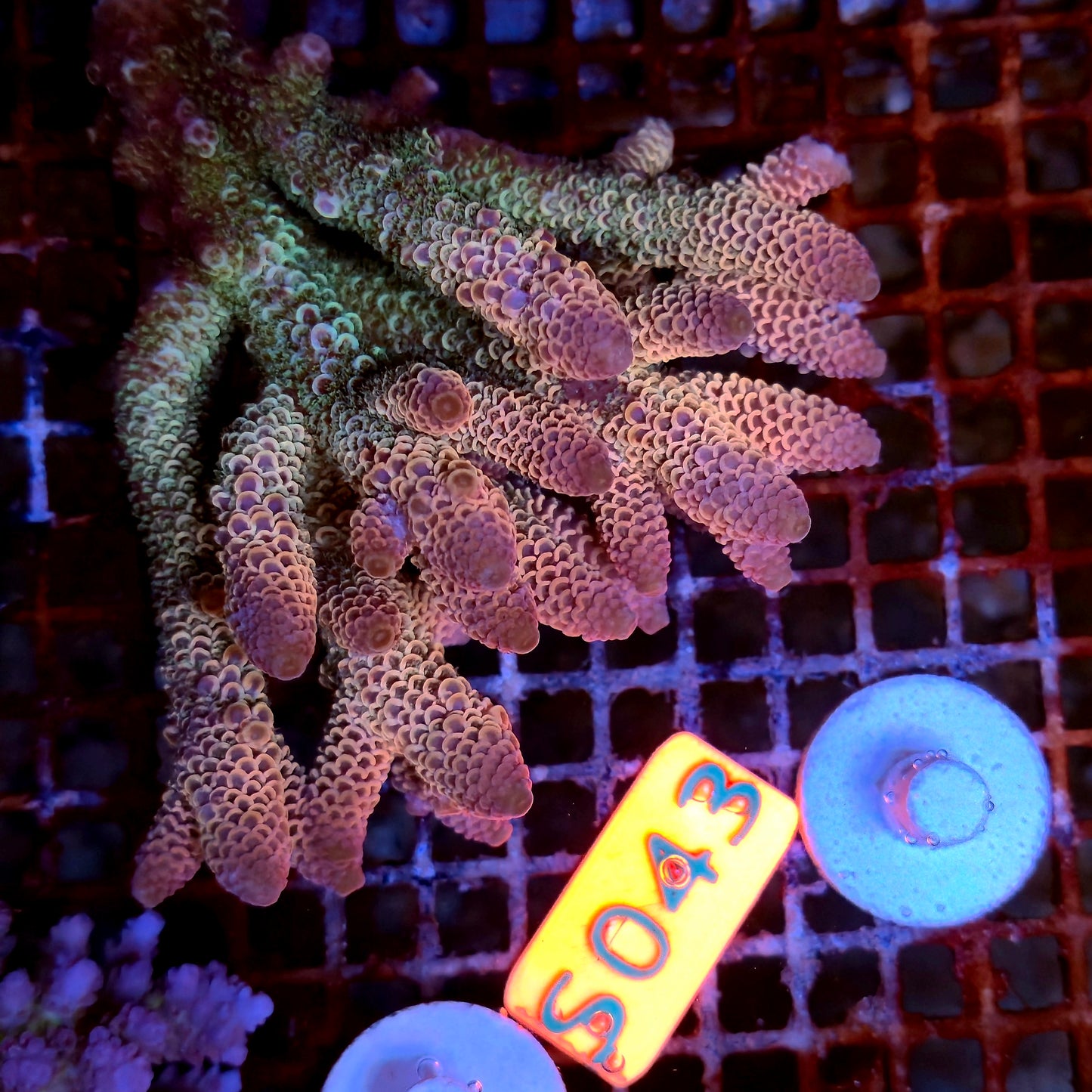 Australian SPS S043