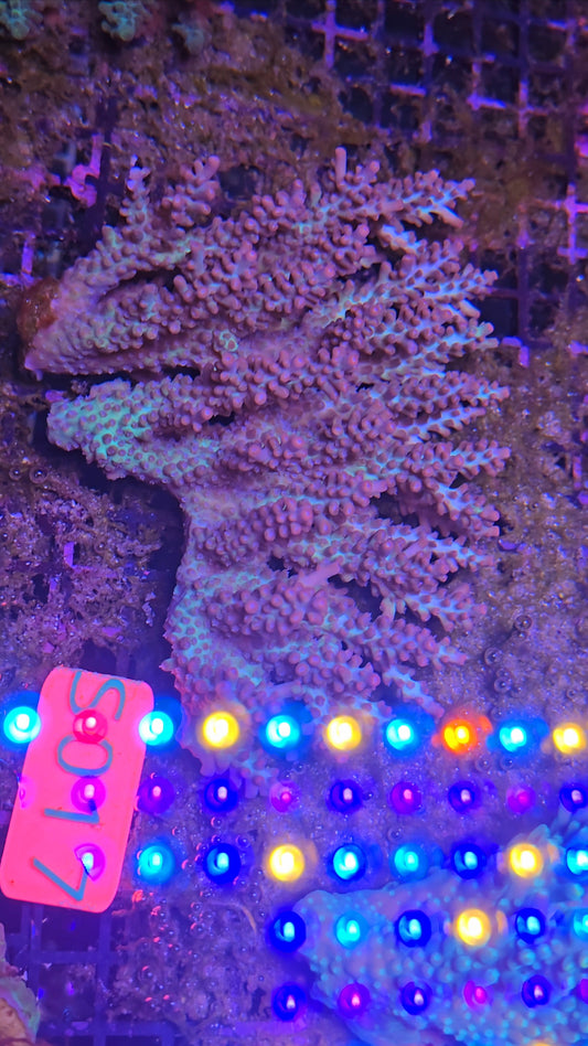 Australian SPS Colony SBSC S017p