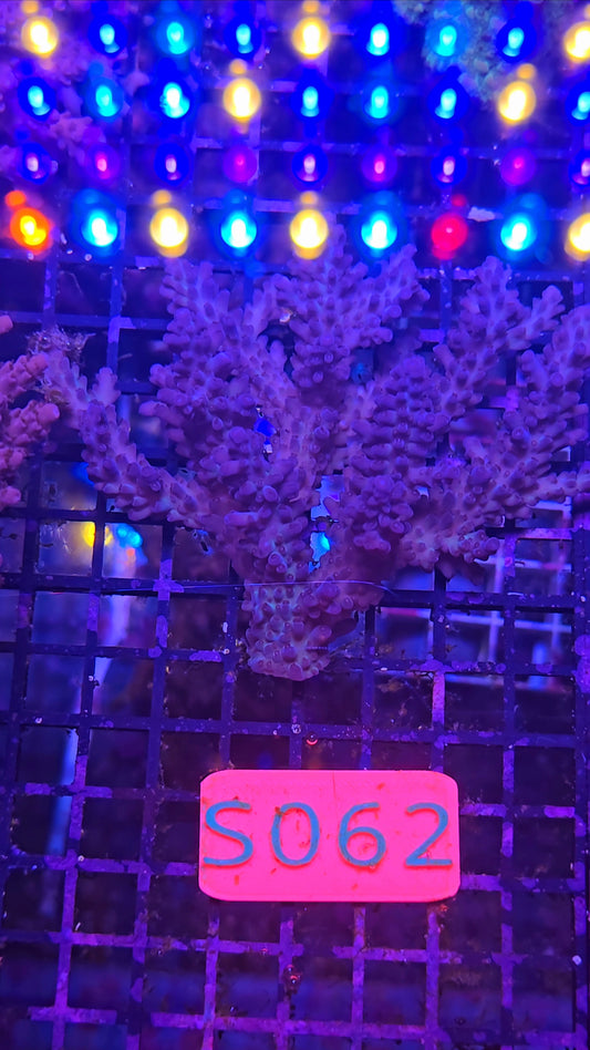 Australian SPS Colony s062p