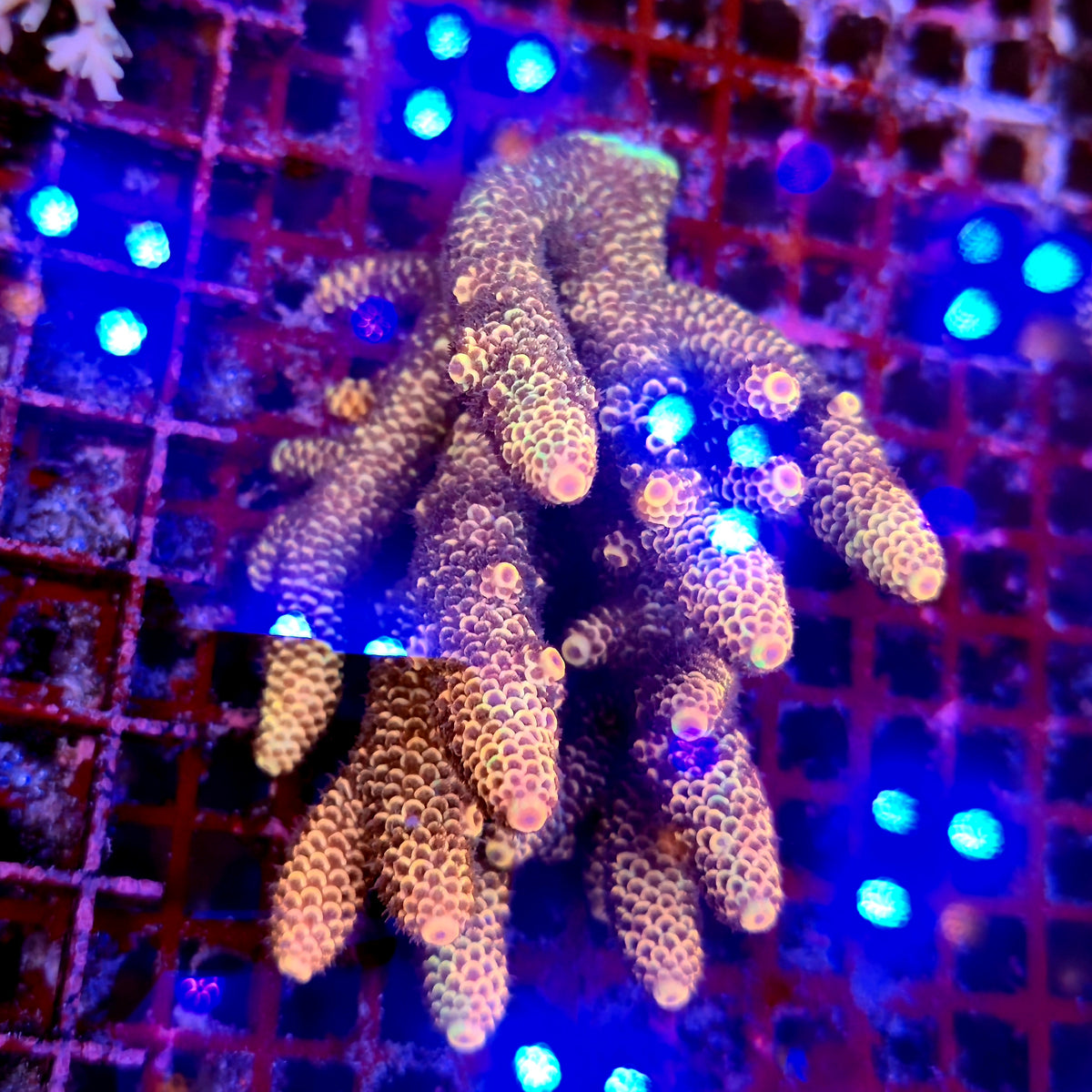 Australian Acropora Spathulata Colony C7