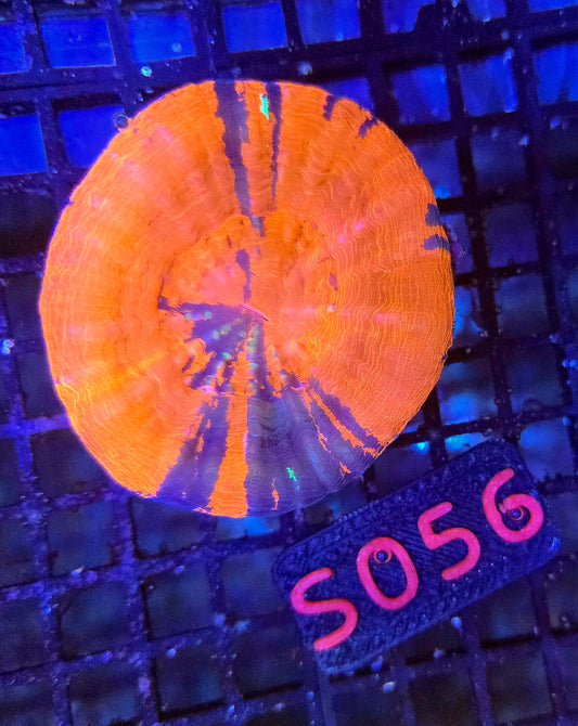 Scolymia Australis s056