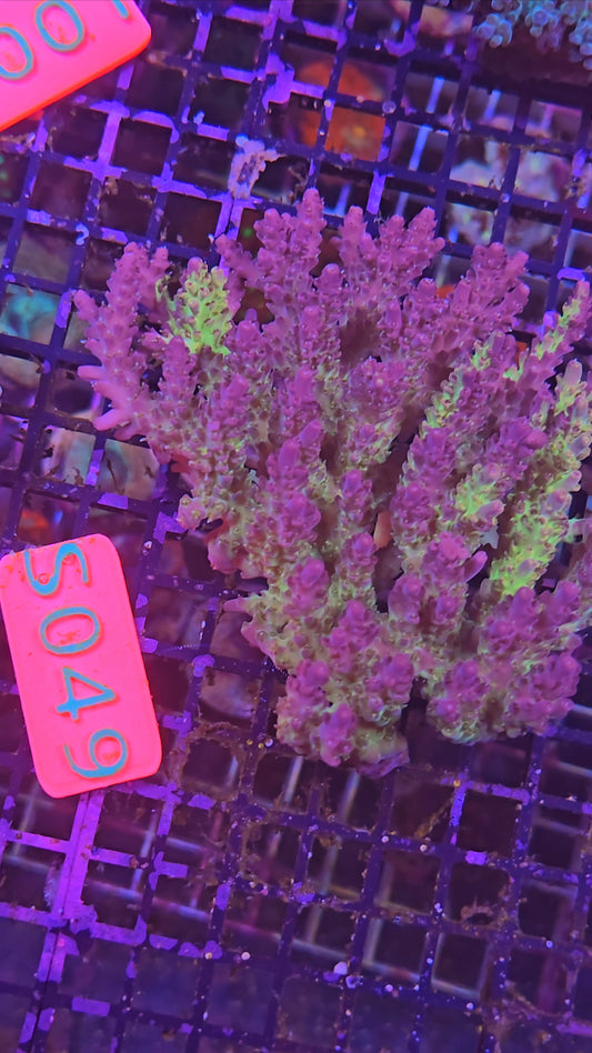 Australian SPS Colony s049p