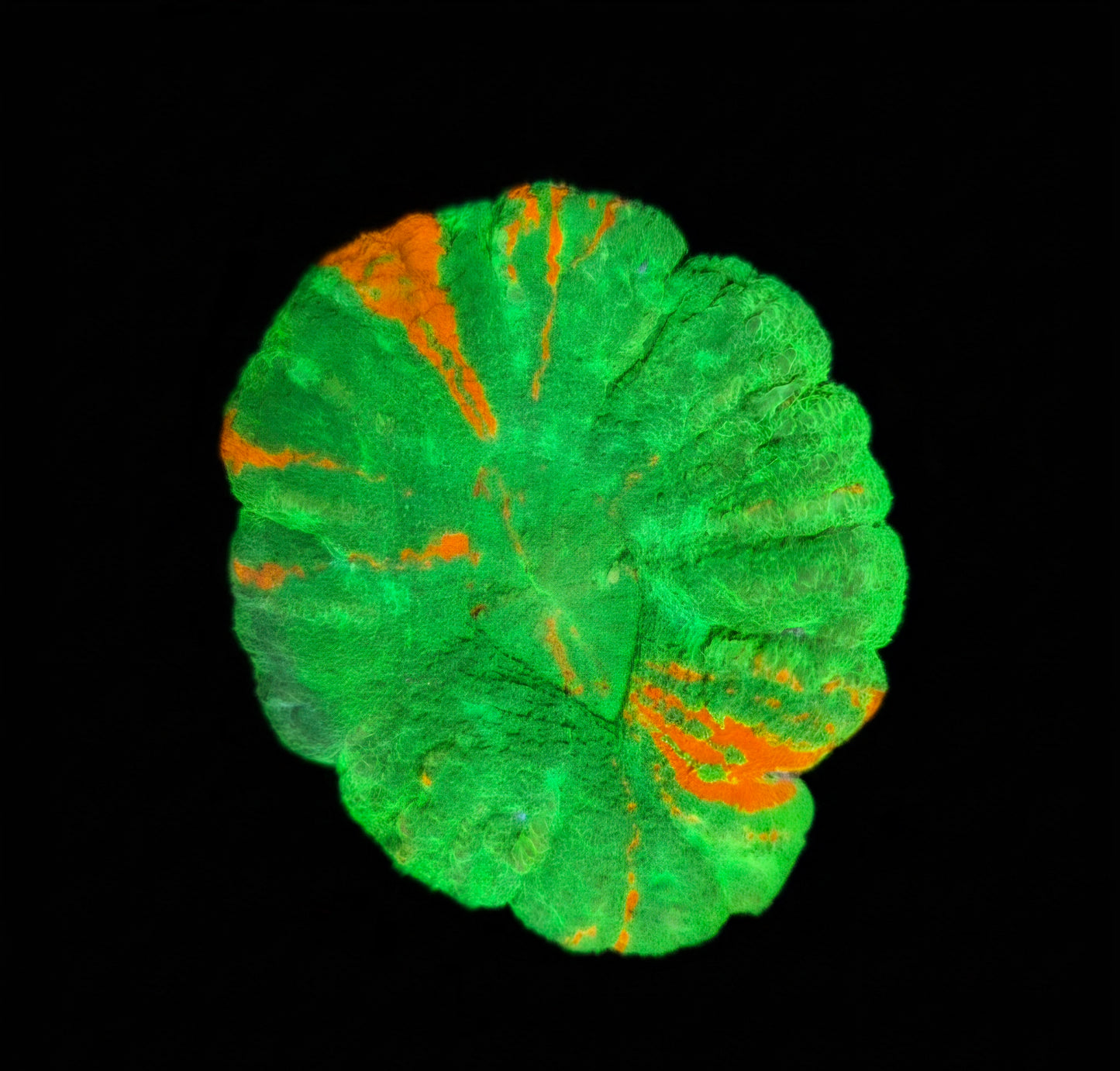 Scolymia Australis