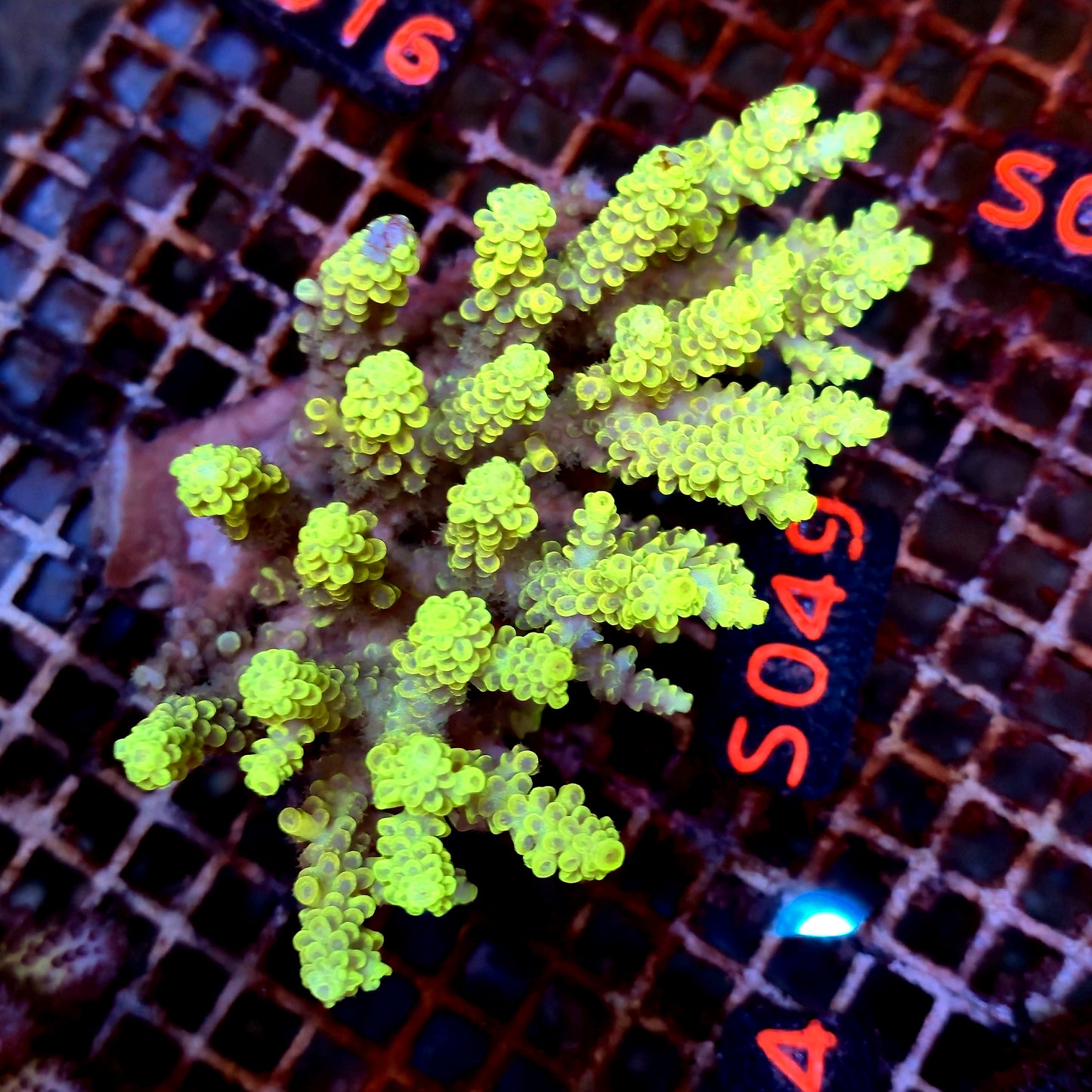 Australian SPS S049