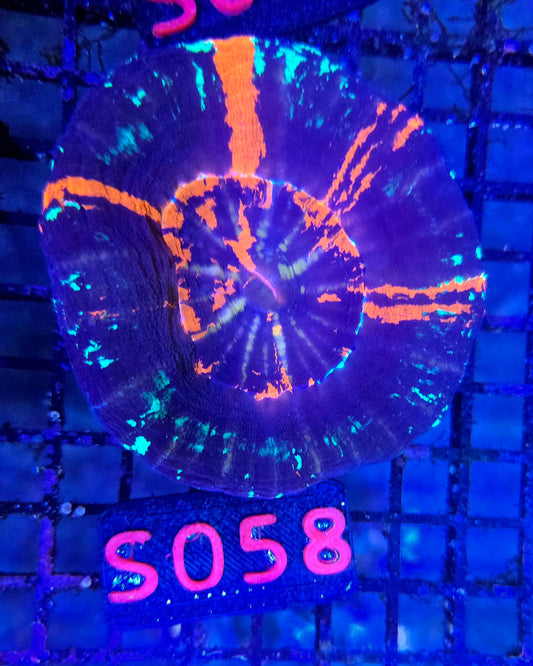 Scolymia Australis s058