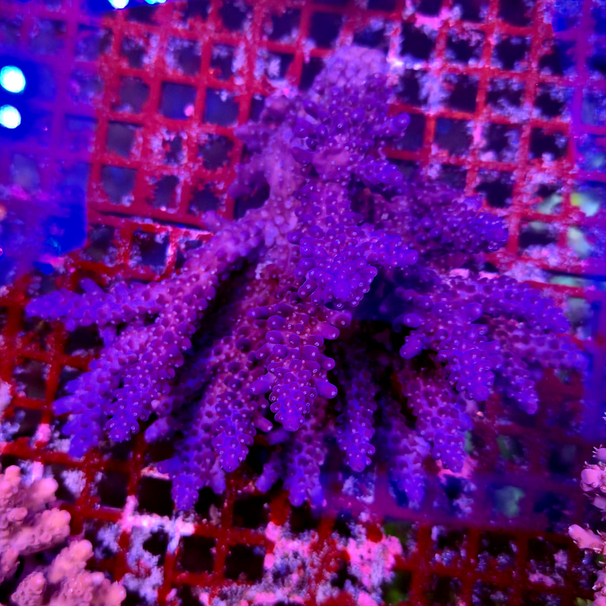 Australian Blue Acropora Colony A14