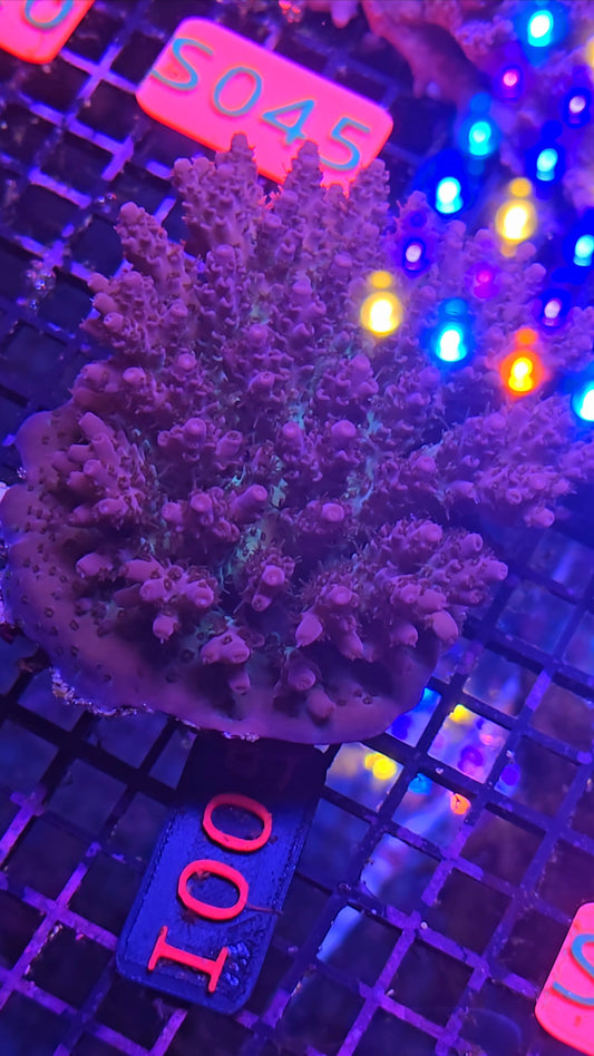 Australian SPS Colony i005
