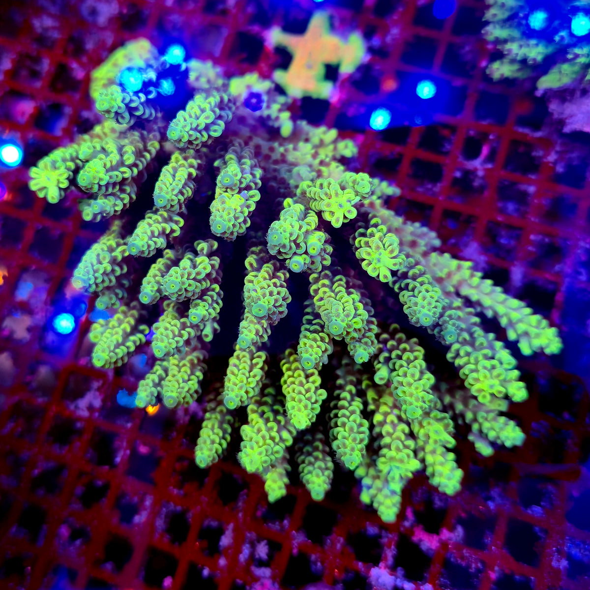 Australian Acropora Colony A12