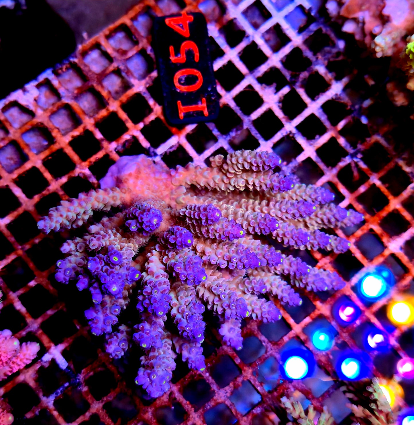 Australian SPS I054